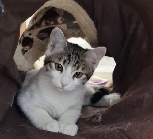 نی نی گربه ناز نازی