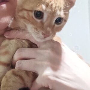 واگذاری بچه گربه پرتقالی