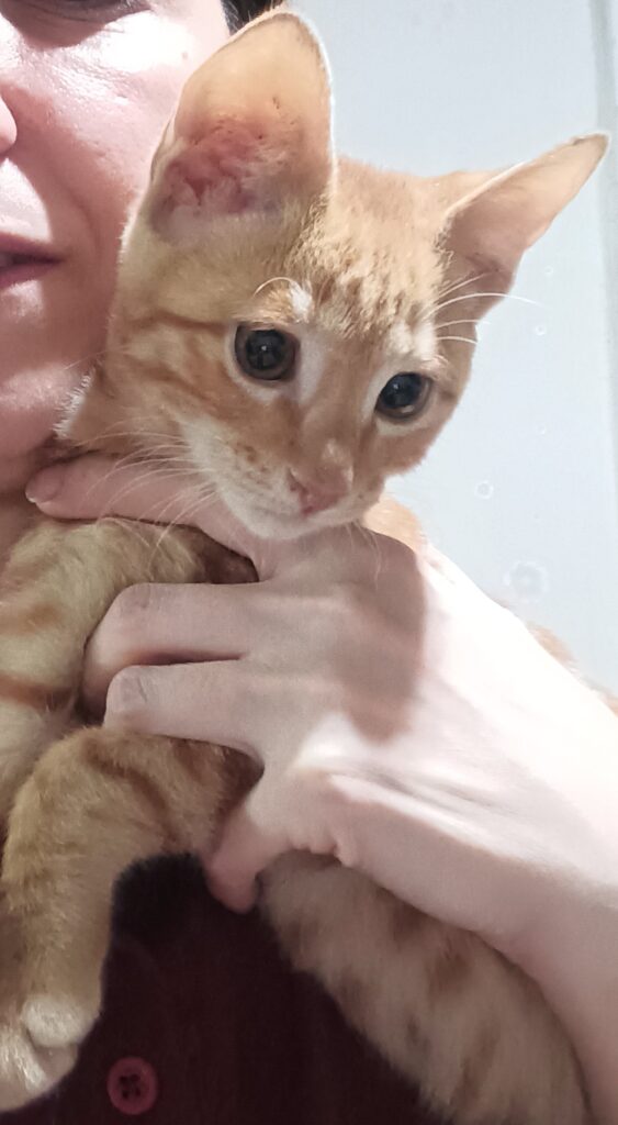 واگذاری بچه گربه پرتقالی