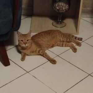 واگذاری رایگان زردآلو خانم