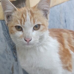 واگذاری رایگان گربه زیریکساله