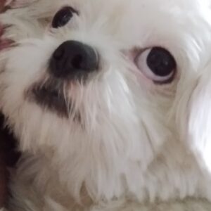 عروسک های گمشده