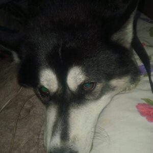 سگ شگل هاستینگ میده ولی پاکوتاه پشمالو