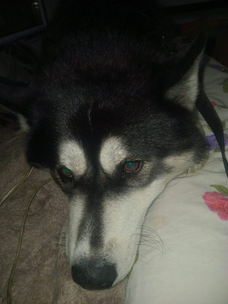 سگ شگل هاستینگ میده ولی پاکوتاه پشمالو