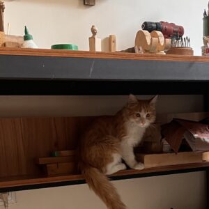 واگذاری بچه گربه‌های ۴/۵ ماهه