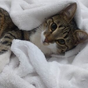 گربه ی ماده بامزه و بازیگوش