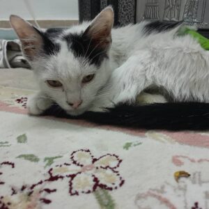 واگذاری سفید برفی مهربون