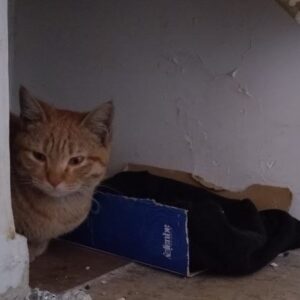 واگذاری یه نارنجی باهوش