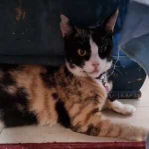 واگذارى گربه خاص