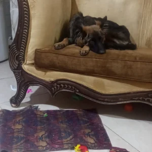 نیازمند رسیدگی