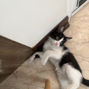 بچه گربه نر ۴ ماهه