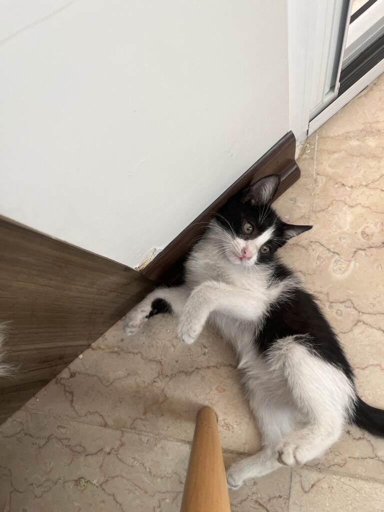 بچه گربه نر ۴ ماهه