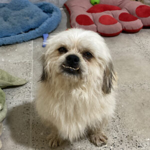 واگذاری شیتزو