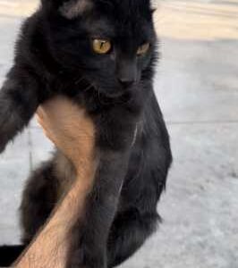 واگذاری ۲ بچه گربه مشکی DSH