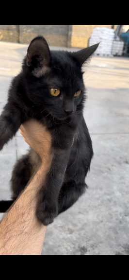 واگذاری ۲ بچه گربه مشکی DSH