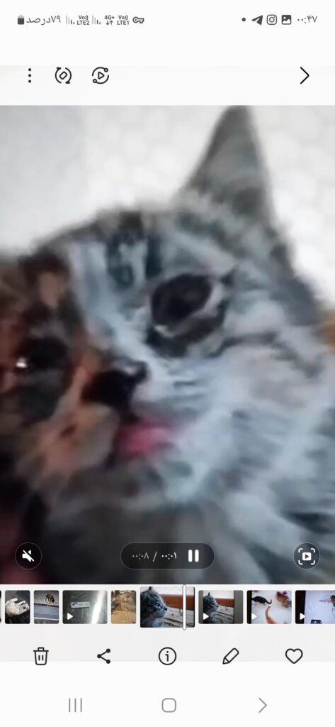 واگذاری بچه گربه یک ماه و نیمه