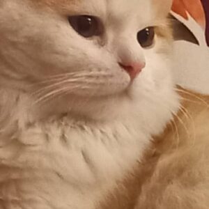 دنی پسر زیبا و باهوش