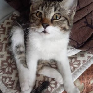 واگذاری بچه گربه شیطون