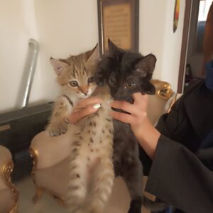 واگذاری تعدادی بچه گربه