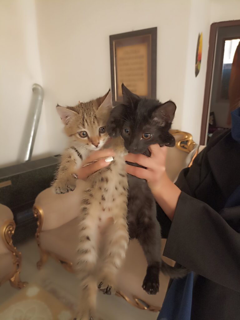 واگذاری تعدادی بچه گربه