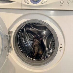 واگذاری گربه dshدو ماهه