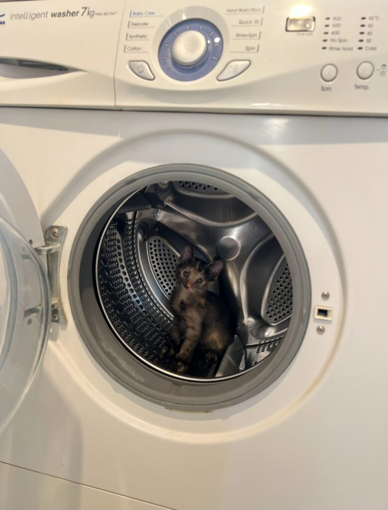 واگذاری گربه dshدو ماهه