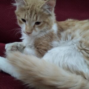 گربه نر دوست داشتنی و اجنماعی