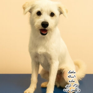 دختر یک ساله تریر (ماهک)