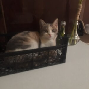 واگذاری بچه گربه ۸ ماه