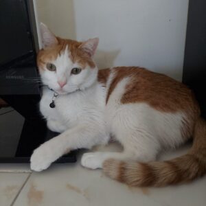 ملوس گربه نر dsh