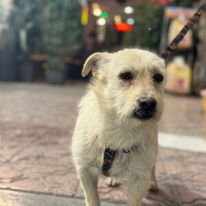 نژاد تریر  رنگ کرم طلایی  نر و سالم ‌بسیار دوست داشتنی و مهربون و وابسته  صدای واق نمیکنه  حتی با گربه مشکلی ندارد و به گربه ها کاری ندارد  راحت حمامش کردن  و داخل منزل دفع  نمیکند  لطفا براش خانواده  مناسب پیدا کنید  الان در محیط بیرون و بین سگهای بزرگ نگهداری میشود . ولی زمستان در راهه  و شرایط براش خوب نیست . شماره تماس  09125243401