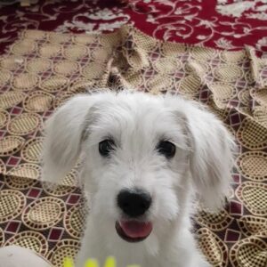 برفی خانوم شیتزو کراس