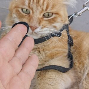 واگذاذاری رایگان گربه میکس پرشین  ۱/۵ ساله