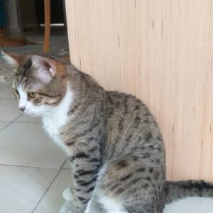 واگذاری گربه DSH