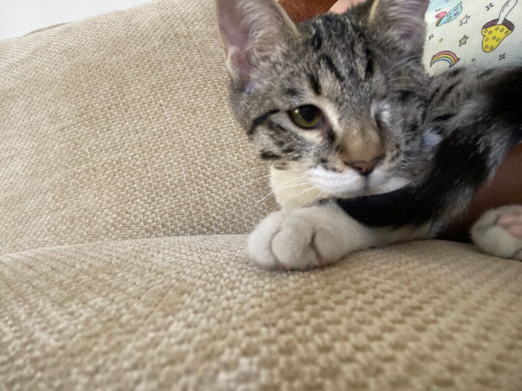 گربه امدادی سالم و سرحال