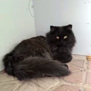 گربه گمشده در شیراز