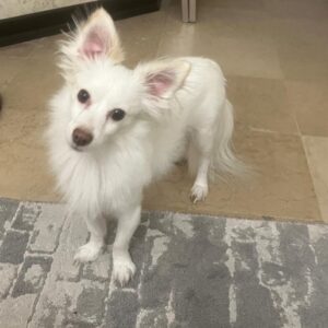 واگذاری رایگان پامراشپیتز