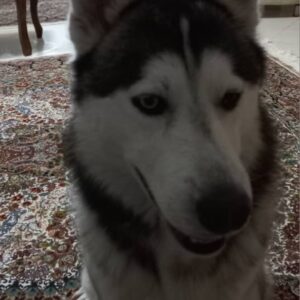 سگ نر هاسکی گمشده