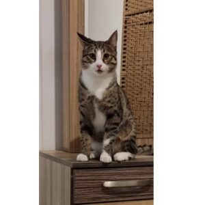 اشتراک گربه