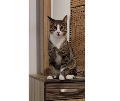 اشتراک گربه