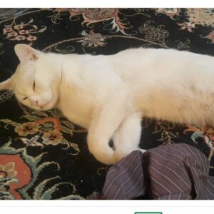 گربه سفید