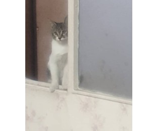 گربه سالم ۲ عدد خواهر بردار