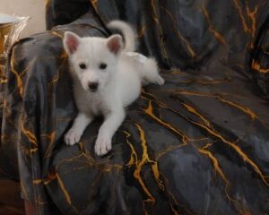 واگذاری رایگان توله ساموید