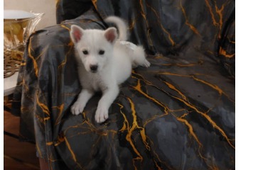 واگذاری رایگان توله ساموید