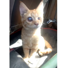 گربه نارنجی