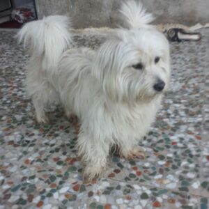 سگ شیتزوسفید کرمی