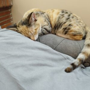 بچه گربه ۳ ماه ماده رنگی