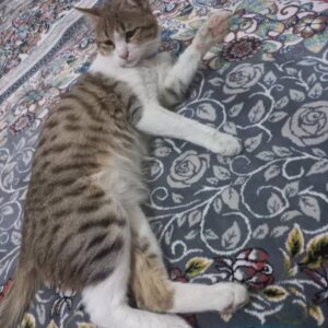 آقا میلو 5 ماهه