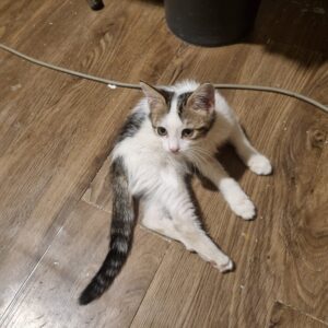 بچه گربه ۳ماهه ی شیرین و تودل برو