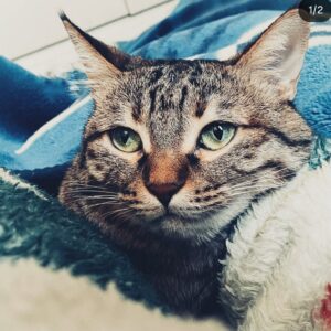 واگذاری گربه ماده